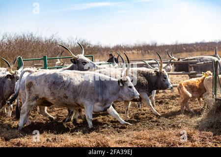 Bestiame grigio in Hortobagy, Ungheria rurale Foto Stock