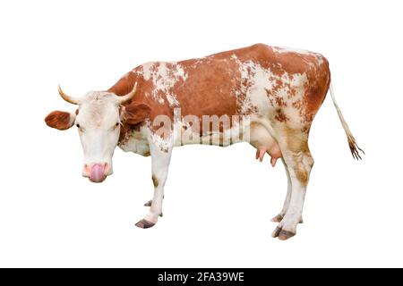 Mucca isolata su bianco. Parlando, divertente e curioso mucca macchiata. In piedi a tutta lunghezza davanti a sfondo bianco. Animali da fattoria. Foto Stock