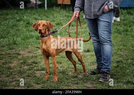 Russia, Krasnodar 18 aprile, 2021-Mostra di cani di tutte le razze. Cane da caccia ungherese dai capelli rossi con capelli corti. Il giovane cucciolo ungherese vyzhla si trova accanto ad esso Foto Stock