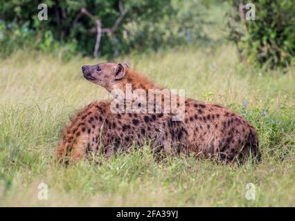 Due Iene a spotted nel Parco Nazionale di Tsavo Est, Kenya, Africa Foto Stock