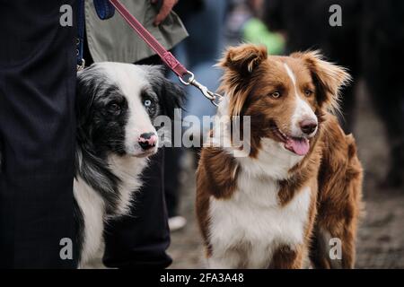 Russia, Krasnodar 18 aprile, 2021-Mostra di cani di tutte le razze. Border Collie riproduzione spettacolo al cane show. Due collie di bordo blu merle con occhi diversi Foto Stock
