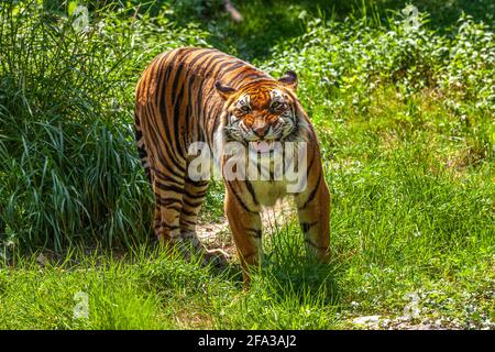 La tigre, Panthera tigris Linnaeus, è un mammifero carnivoro della famiglia felidae. È il più grande dei cosiddetti "grandi gatti". Lione, Francia Foto Stock