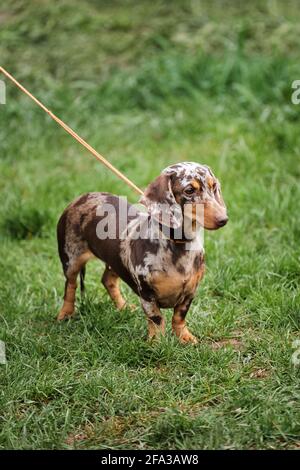 Russia, Krasnodar 18 aprile, 2021-Mostra di cani di tutte le razze. Passeggiata con il cane dachshund su erba verde nel parco. Puppy in miniatura dachshund di marmo marrone col Foto Stock