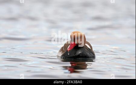 Piscina maschile pochard a crested rossa Foto Stock