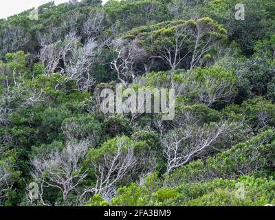 Si affaccia sulla tettoia degli alberi nella foresta pluviale costiera afro temperata nel Tsitsikamma, Sudafrica Foto Stock