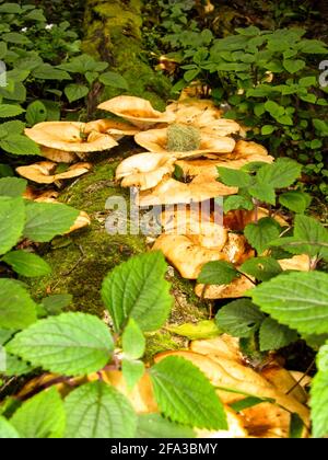 Un tronco caduto, per metà nascosto nel sottobosco, coperto di funghi gallo di legno di Funnel, nella foresta di Tsitsikamma del sud Foto Stock