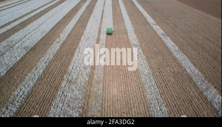 Immagine aerea di un raccoglitrice di cotone che raccoglie un grande campo di cotone. Foto Stock