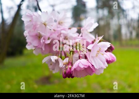 fiori di ciliegio rosa Foto Stock