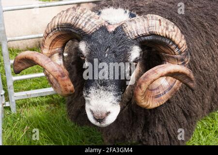 Pecora nera di fronte al mercato, Scozia Foto Stock