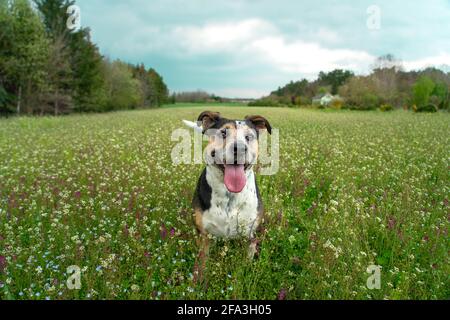 cane felice di razza mista sul campo di fiori selvatici . Foto Stock