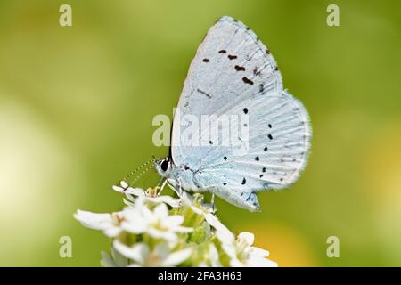 Provenzale a coda corta farfalla blu (Cupido alcetas) Foto Stock