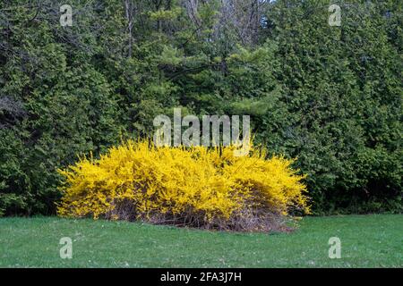 Giallo brillante piangendo forsizia in fiore contro il verde di alberi di conifere Foto Stock