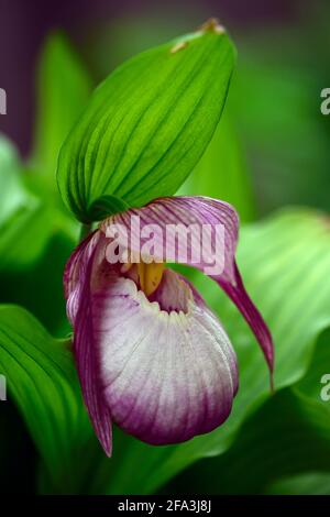 Cypripedium Sabine,Cipripedium fasciolatum x macranthos,CYP,orchidea dura,Ladyslipper,orchidea,orchidee,fiore,fiori,flowring,viola,bianco,bicolore,slipper Foto Stock