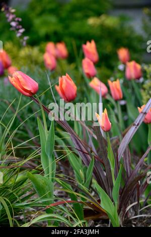 Tulipani arancioni, Phormium tenax purpurpureum Group, Nuova Zelanda Flax, tulipa, esposizioni, esposizione di tulipani, giardino, giardinaggio, giardini, primavera, primavera nel giardino, sprin Foto Stock