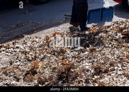 Pulizia nella caduta caduta caduta di foglie di fogliame con durante l'autunno in città Foto Stock