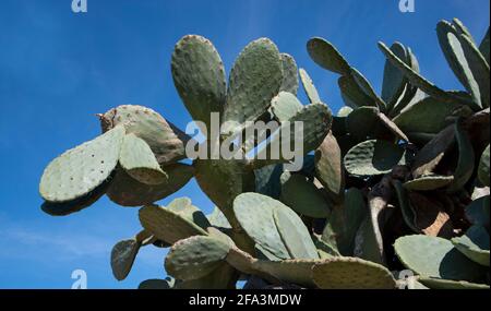 Primo piano di foglie di pera prickly contro un cielo blu In primavera in Sicilia Foto Stock