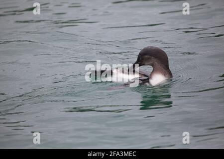 Galápagos Penguin (Speniscus mendiculus) pulizia in acqua Isole Galapagos, Ecuador. Foto Stock