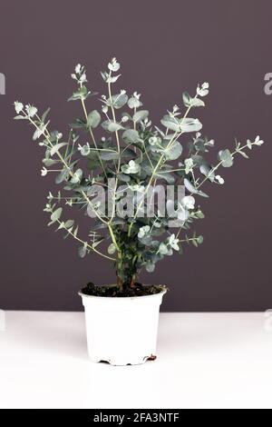 Pianta di eucalipto in vaso su tavola bianca di fronte al grigio parete Foto Stock