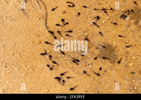 Tadpoli di rospo comune (Bufo bufo) in uno stagno poco profondo, UK Foto Stock