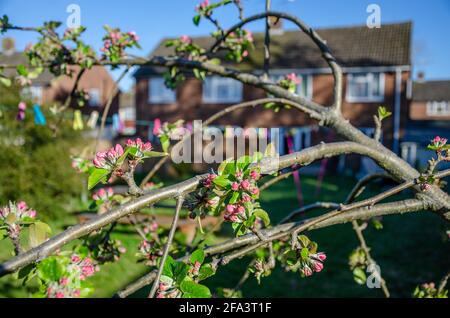 Boccioli di flusso che scoppiano in fiore su un albero di mela in un giardino residenziale. Foto Stock