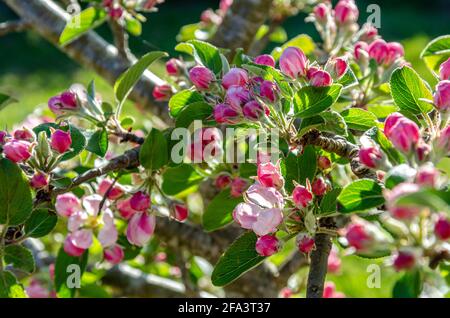 Fiore di mele e boccioli di fiori su un albero di mele in un giardino residenziale. Foto Stock