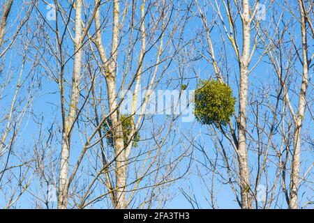 Pioppo nero (Populus nigra) alberi con mistletoe europeo (album Viscum) in primavera, Ungheria Foto Stock