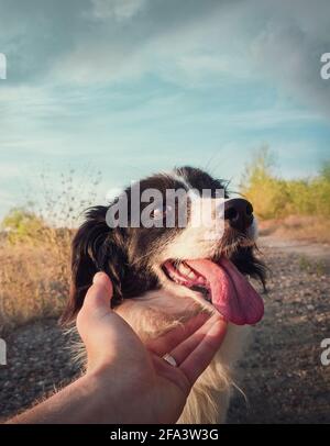 Concetto di amicizia tra cane e uomo. Padrone mano che accarezzava il suo amico cane. Puppy divertente giocoso, bocca aperta che mostra la lingua lunga, sentirsi eccitato come gioca con Foto Stock