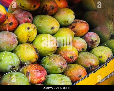 Indian Mango Sales India con le sue ampie zone climatiche produce una grande varietà di manga Foto Stock