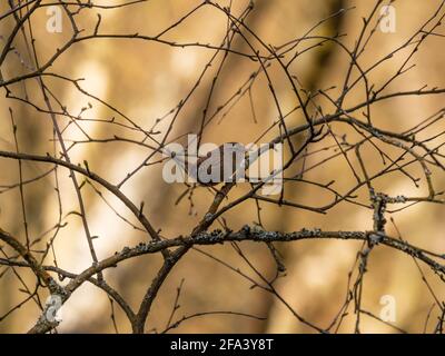 Un ren eurasiatico (Troglodytes troglodytes) appollaiato in un cespuglio con uno sfondo dorato. Foto Stock