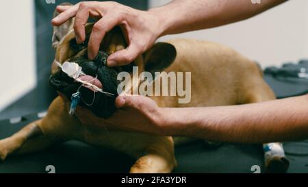 Vista tagliata di mani veterinarie che trattano il cane. Esame in clinica veterinaria, cura degli animali domestici. Foto Stock