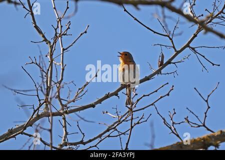 Un robin si siede su un albero e saluta primavera con una canzone. Foto Stock