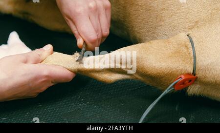 Primo piano delle mani che rasano la zampa dell'animale prima dell'inserimento della cannula. Esame in clinica veterinaria, cura degli animali domestici. Foto Stock