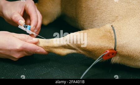 Vista ritagliata dell'inserimento della cannula endovenosa nella zampa del cane. Esame in clinica veterinaria, cura degli animali domestici. Foto Stock