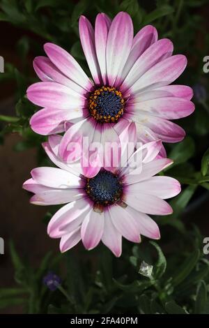 Osteospermum ecklonis ‘Sky and Ice’ Diorphotheca ecklonis Sky and Ice – bicolore rosa e bianco fiori a margherita, aprile, Inghilterra, Regno Unito Foto Stock