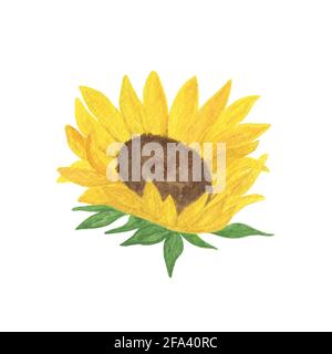 Giallo girasole acquerello disegno a mano illustrazione floreale, campo estivo pianta agricola, fiore con gambo e foglia, modello per biglietto d'auguri, mer Foto Stock