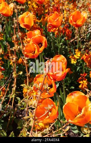 Tulipa ‘Cairo’ Trionfo tulipano 3 Cairo tulipano - fiori di bronzo arancio, fiamma rossa profonda, petali arrotondati, aprile, Inghilterra, REGNO UNITO Foto Stock