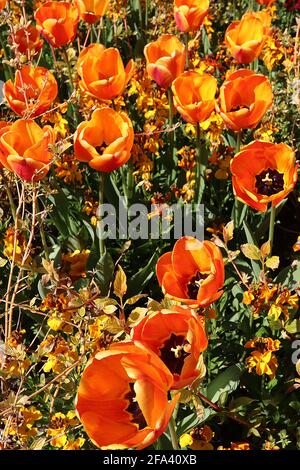 Tulipa ‘Cairo’ Trionfo tulipano 3 Cairo tulipano - fiori di bronzo arancio, fiamma rossa profonda, petali arrotondati, aprile, Inghilterra, REGNO UNITO Foto Stock