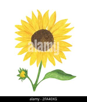 Giallo girasole acquerello disegno a mano illustrazione floreale, campo estivo pianta agricola, fiore con gambo e foglia, modello per biglietto d'auguri, mer Foto Stock