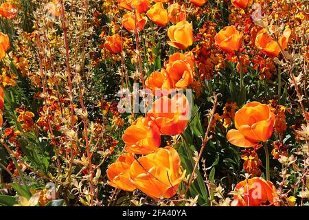 Tulipa ‘Cairo’ Trionfo tulipano 3 Cairo tulipano - fiori di bronzo arancio, fiamma rossa profonda, petali arrotondati, aprile, Inghilterra, REGNO UNITO Foto Stock