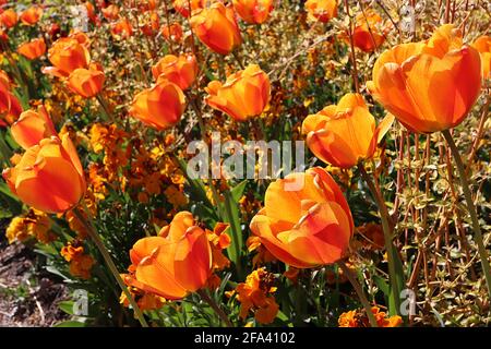 Tulipa ‘Cairo’ Trionfo tulipano 3 Cairo tulipano - fiori di bronzo arancio, fiamma rossa profonda, petali arrotondati, aprile, Inghilterra, REGNO UNITO Foto Stock