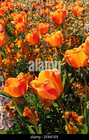 Tulipa ‘Cairo’ Trionfo tulipano 3 Cairo tulipano - fiori di bronzo arancio, fiamma rossa profonda, petali arrotondati, aprile, Inghilterra, REGNO UNITO Foto Stock