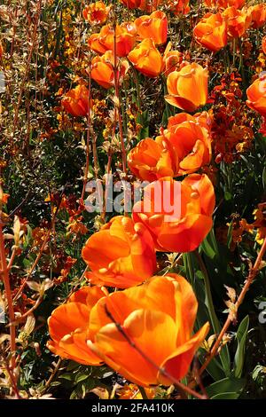 Tulipa ‘Cairo’ Trionfo tulipano 3 Cairo tulipano - fiori di bronzo arancio, fiamma rossa profonda, petali arrotondati, aprile, Inghilterra, REGNO UNITO Foto Stock