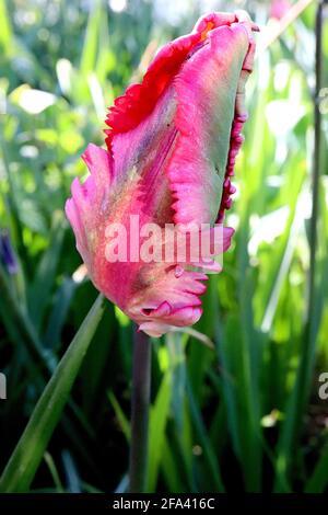 Tulipa gesneriana var dracontia ‘Green Wave Parrot’ Parrot 10 Green Wave Parrot tulip – Twisted Deep pink petali, fiamme verdi, aprile, Inghilterra, Regno Unito Foto Stock