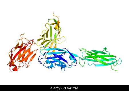 Struttura 3D del complesso ligando PD-1/PD-L1 della proteina di morte cellulare programmata Foto Stock