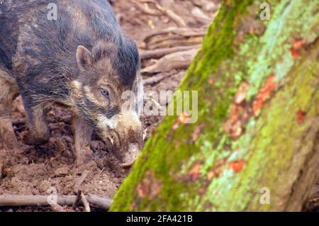 Boar alla ricerca di cibo Foto Stock