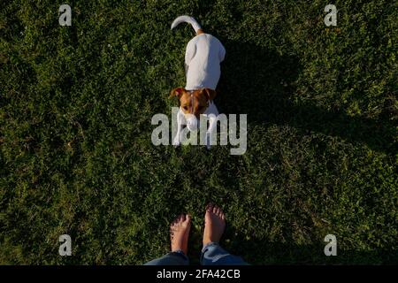 Colpo corto di giovane donna in piedi con il suo adorabile jack russell terrier cucciolo. Sessione di addestramento dei cani nel parco. Primo piano, spazio di copia, sfondo. Foto Stock