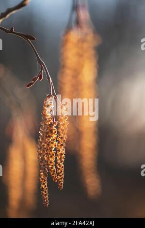 Catkins sul ramo di Alnus incana Tree (European Grey Alder). Fiori maschi in primavera. Foto Stock