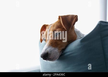 Primo piano ritratto di carino giovane jack russell terrier cucito con occhi tristi, isolato su sfondo bianco. Studio di adorabile sonnolento piccolo doggy con Foto Stock