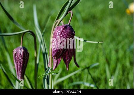 La Fritillaria Meleagris è un fiore selvatico a forma di campana noto anche come la testa del serpente, Daffodil a scacchi, Fiore di scacchi, Frog-Cup, Leper Lily Foto Stock