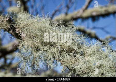 Quello che sembra essere Usnea o Beard Lichen crescente Il ramo di un albero in Irlanda Foto Stock